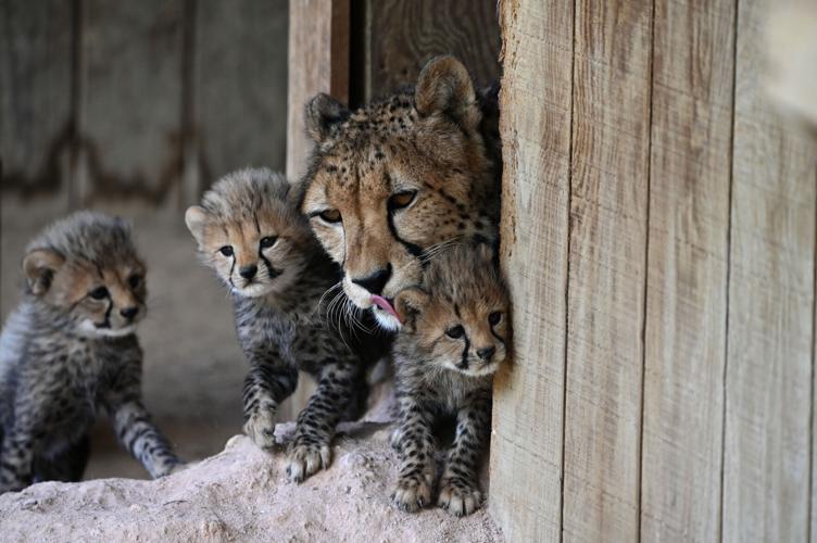 Reywithcubs1.jpg