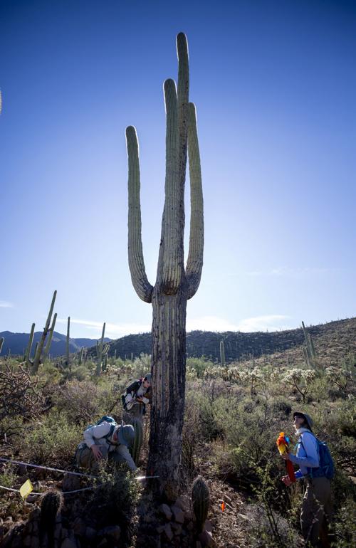 Saguaro cactus census at Saguaro NP