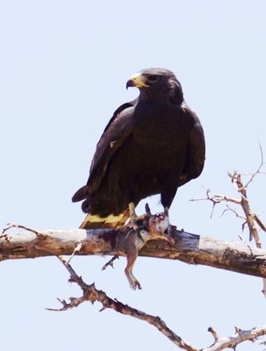 Zone-tailedHawkwithsurprisedprey.JPG