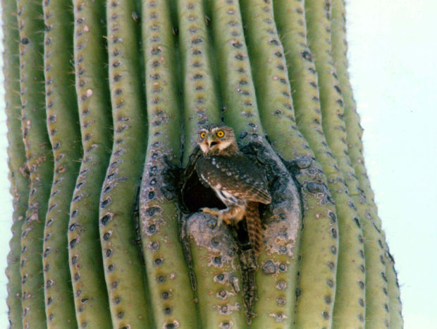 Pygmy owl