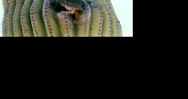 Pygmy owl listed as threatened in Southern Arizona - Vimarsana News