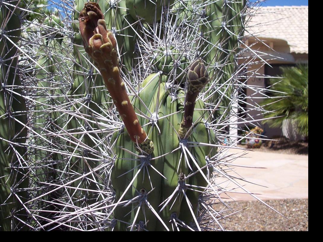 Propagating A Toothpick Cactus Tucson Com Download 22 toothpick cactus stock photos for free or amazingly low rates!