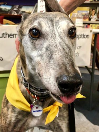 Adopt a friend: Dreamer