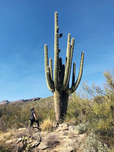 Giant saguaro at Sabino Canyon