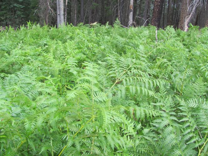 Field of ferns