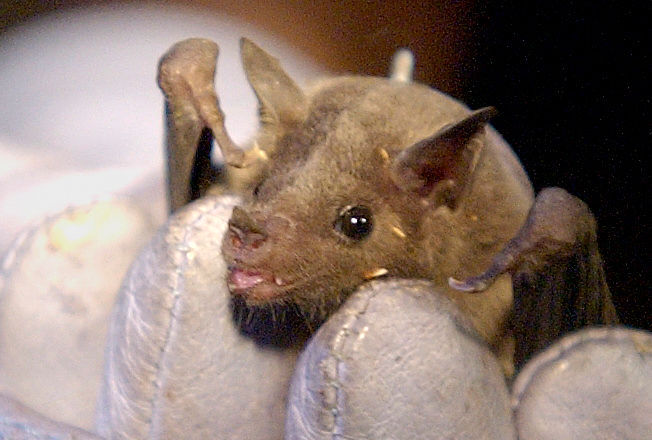 Lesser long-nosed bat