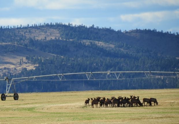 elk in field
