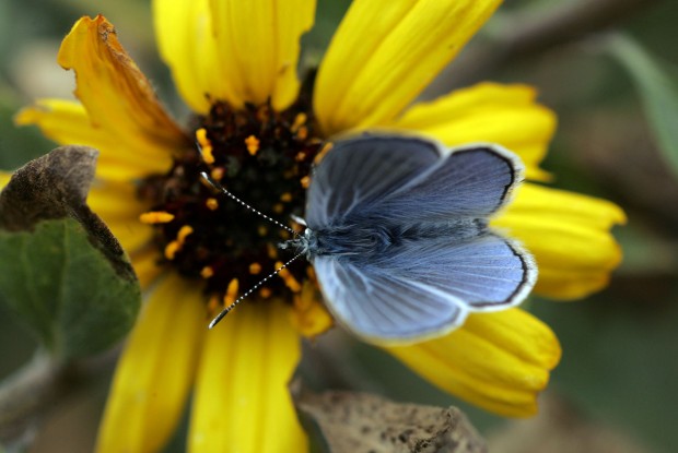 Rare Calif. butterfly gets new taste of wild   