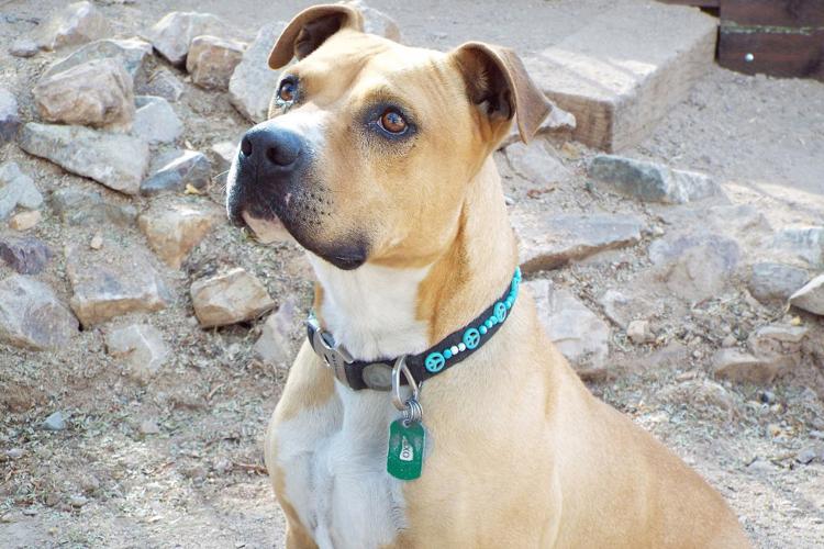 Adopt a friend: Axo