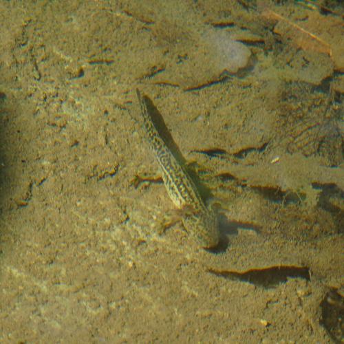 Beyond the Surface: Life Inside a Spring