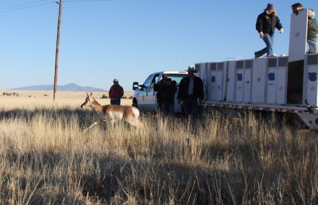 Pronghorns released