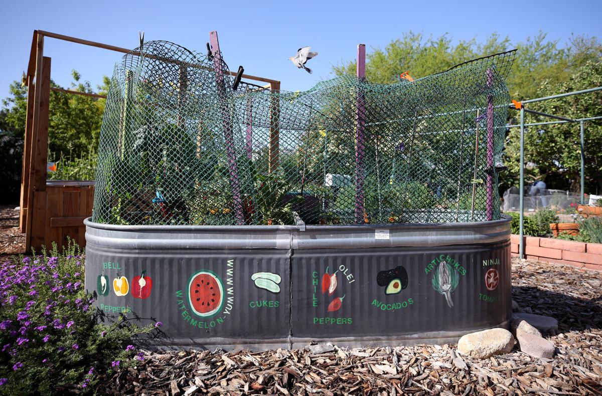 Tucson Gardening A Blow By Blow Look At Raised Beds Vs Basins