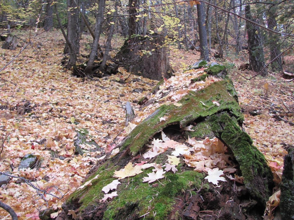 Autumn in the Catalina Mountains