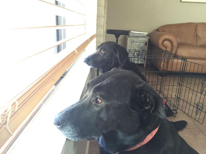 Happy National Dog Day!