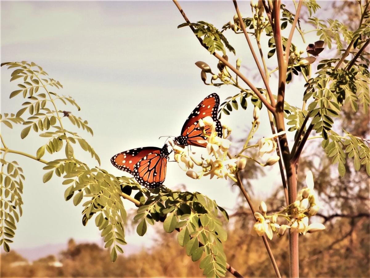 Butterflies on Moringa Tree
