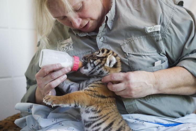 Cincinnati Zoo Tiger Cubs
