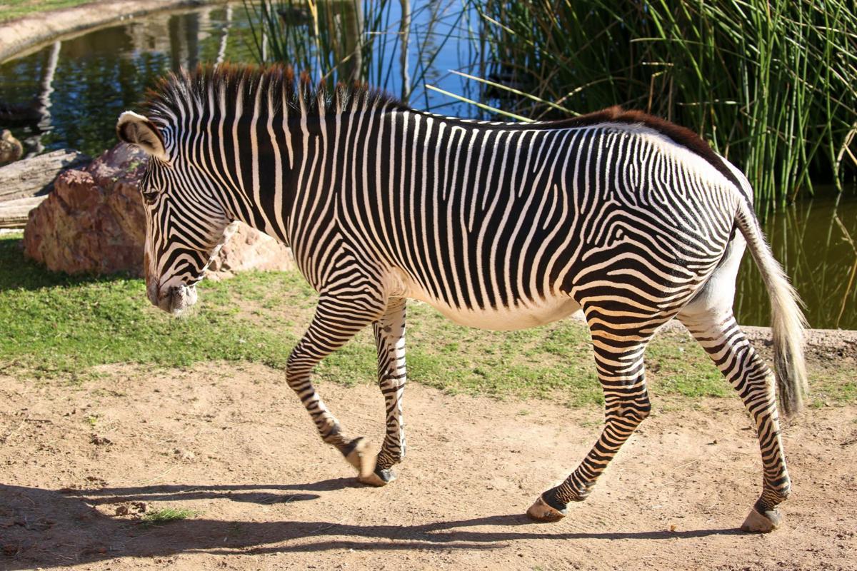 Anna, Grevy's zebra at Reid Park Zoo