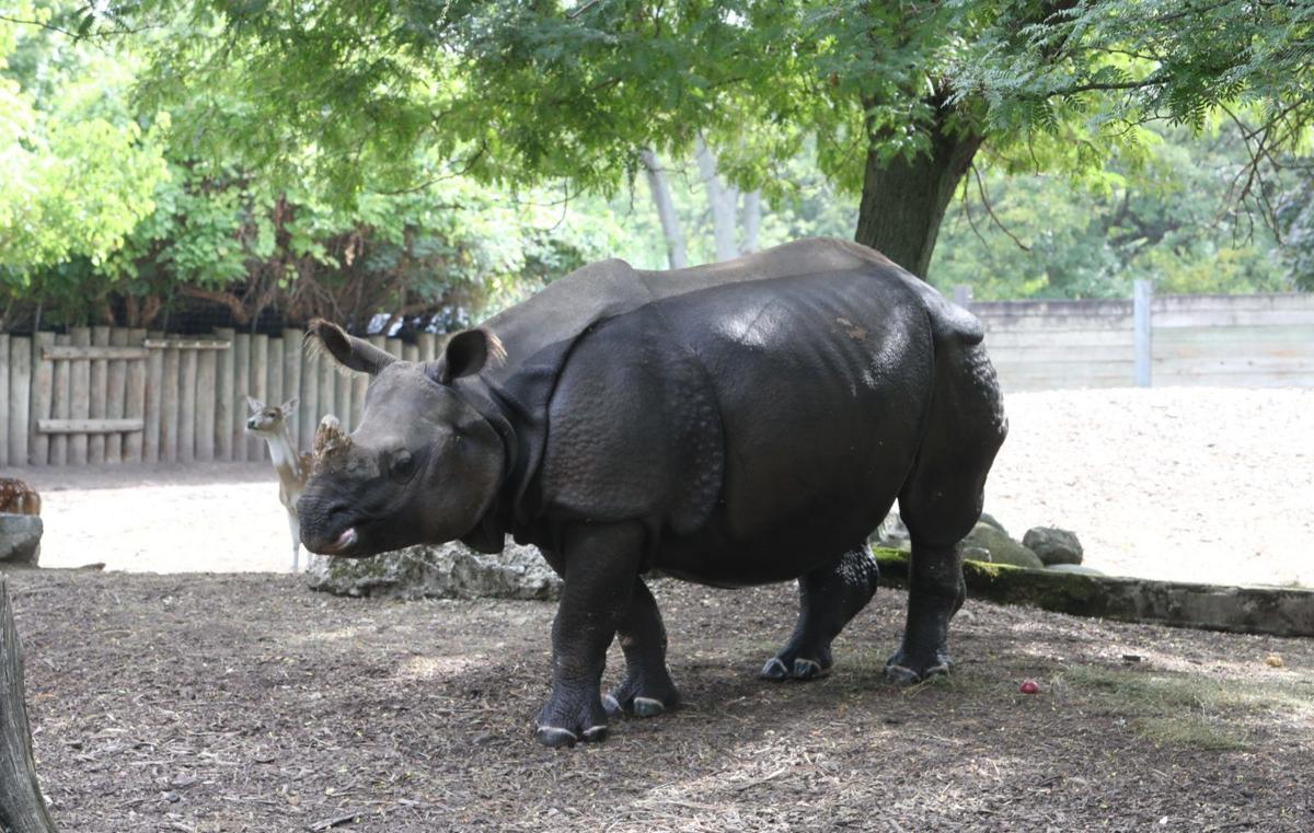 LOCAL  Pregnant Tashi HICKEY Zoo rhino rhinoceros