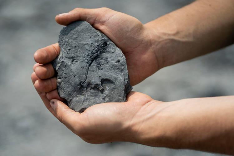 Penn Dixie site manager discovers fossil estimated to be 382 million years old
