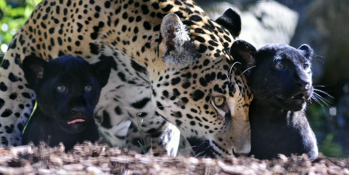 Baby zoo animals