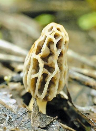 Fungus among us  