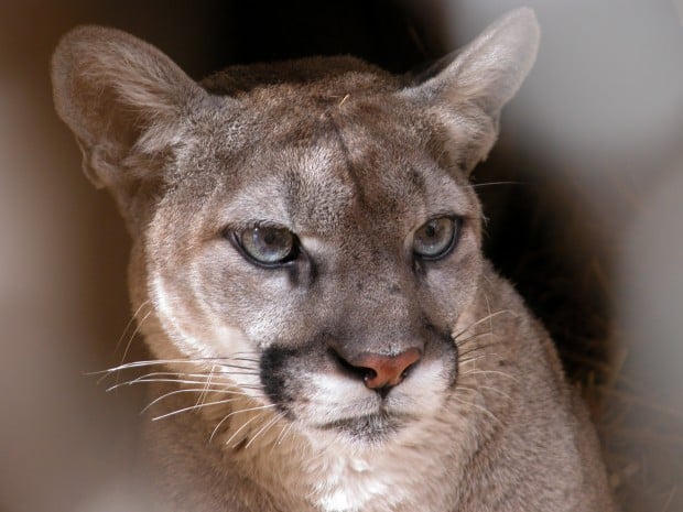 Mountain-lion sightings bring warnings