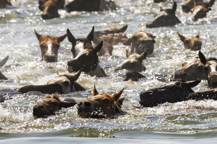 Chincoteague Pony Swim