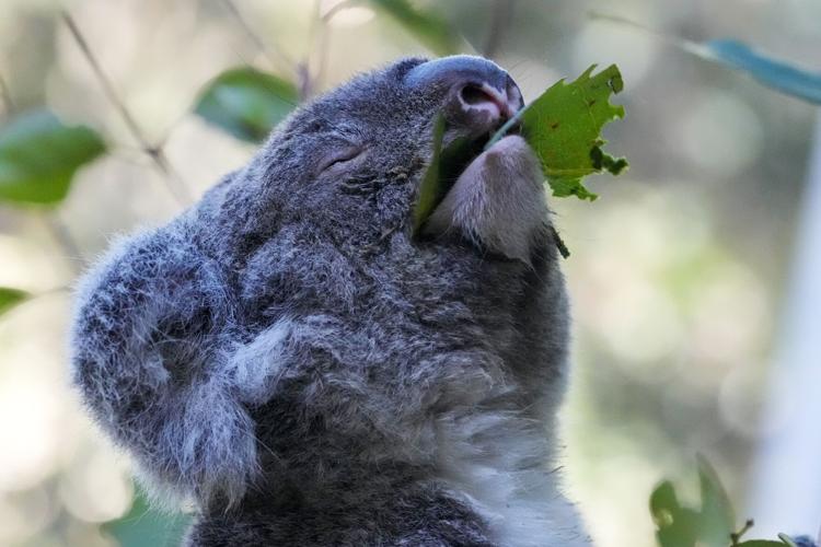 Koala Chlamydia Vaccinations