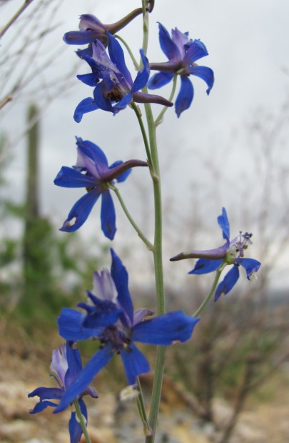 Hardy larkspur survives freeze, dry winter on hill