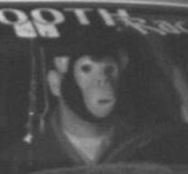 The masked speeder: Photo-radar scofflaw is a beast at the wheel  