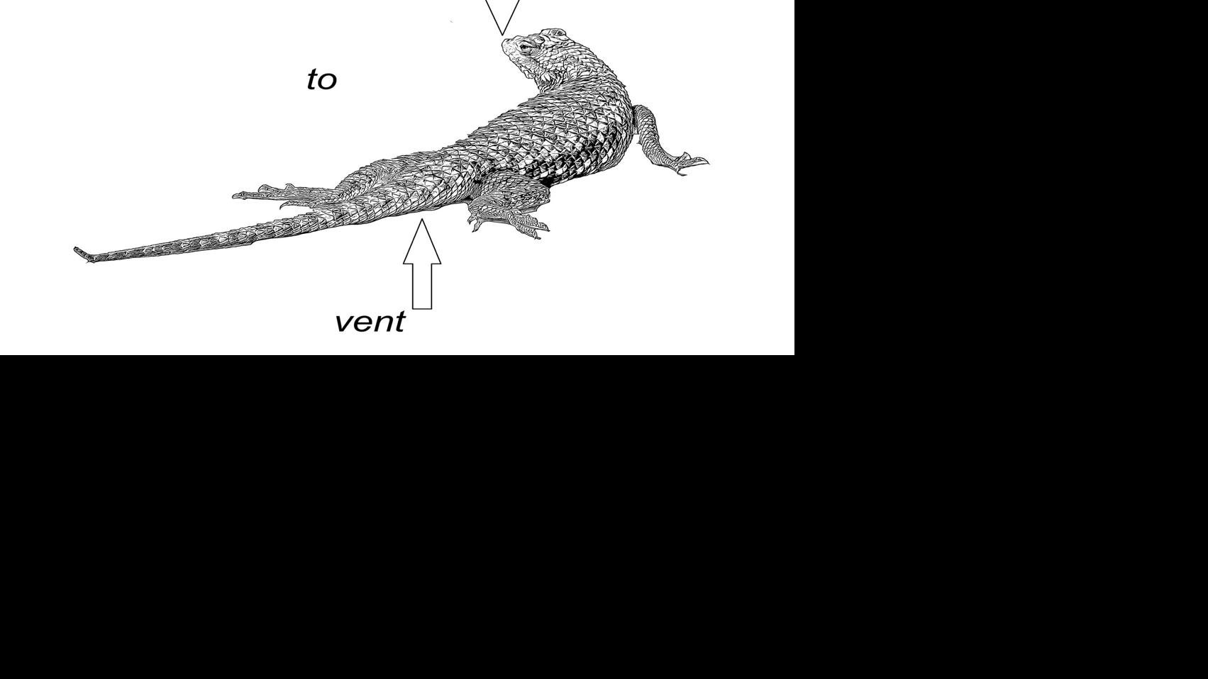 lizard diagram