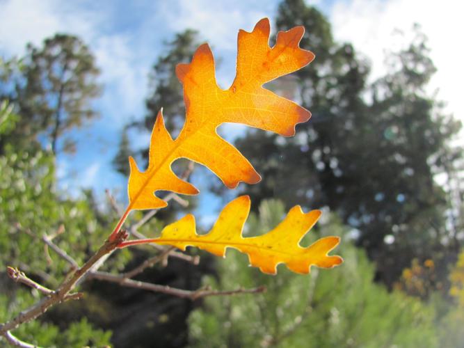 Last leaves of autumn