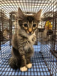19 evicted cats in need of homes in Tucson