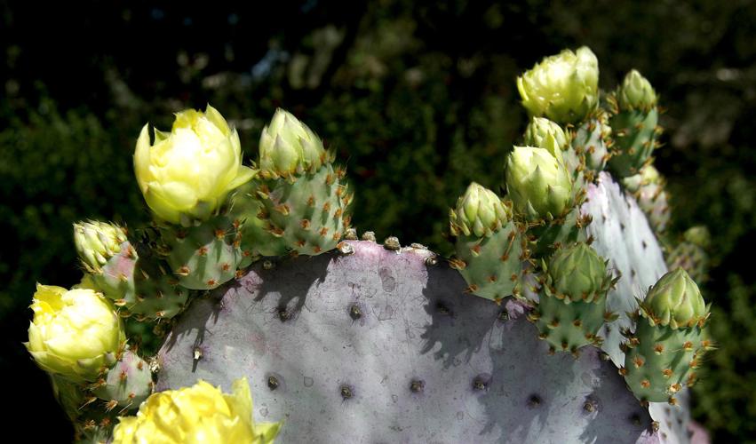 Prickly pear pads