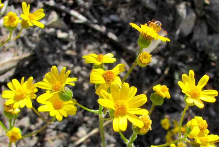 Blooming wildflowers