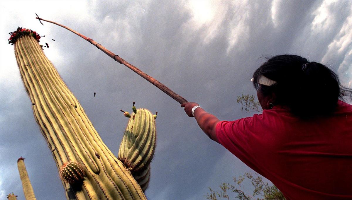 Tohono O'odham Saguaro Harvest: Sacred Desert Fruit Gathering Traditions
