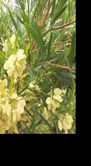 Hopseed bush