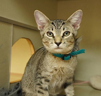 Adopt a friend: Gomer