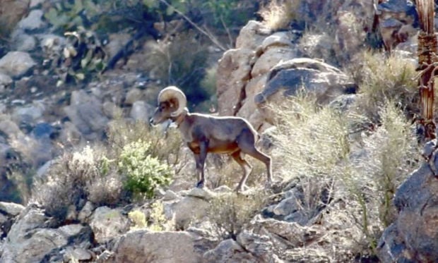 062814-metro-bighorn