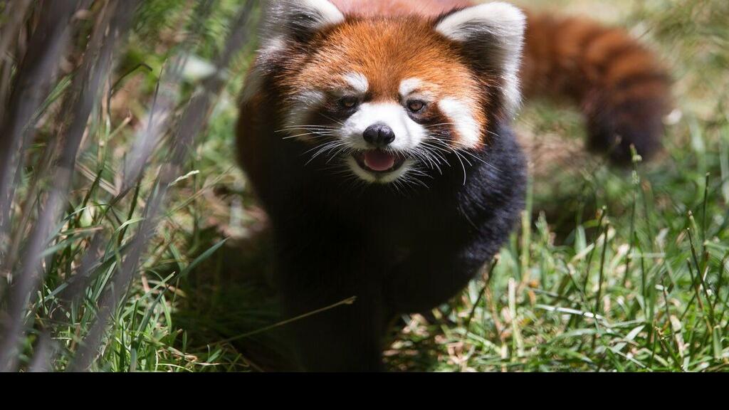 Red pandas coming to the Reid Park Zoo in November