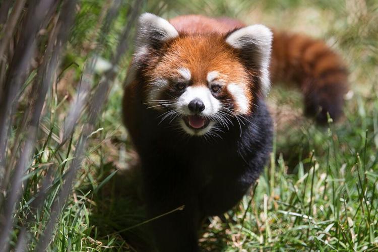 Red pandas coming to the Reid Park Zoo in November