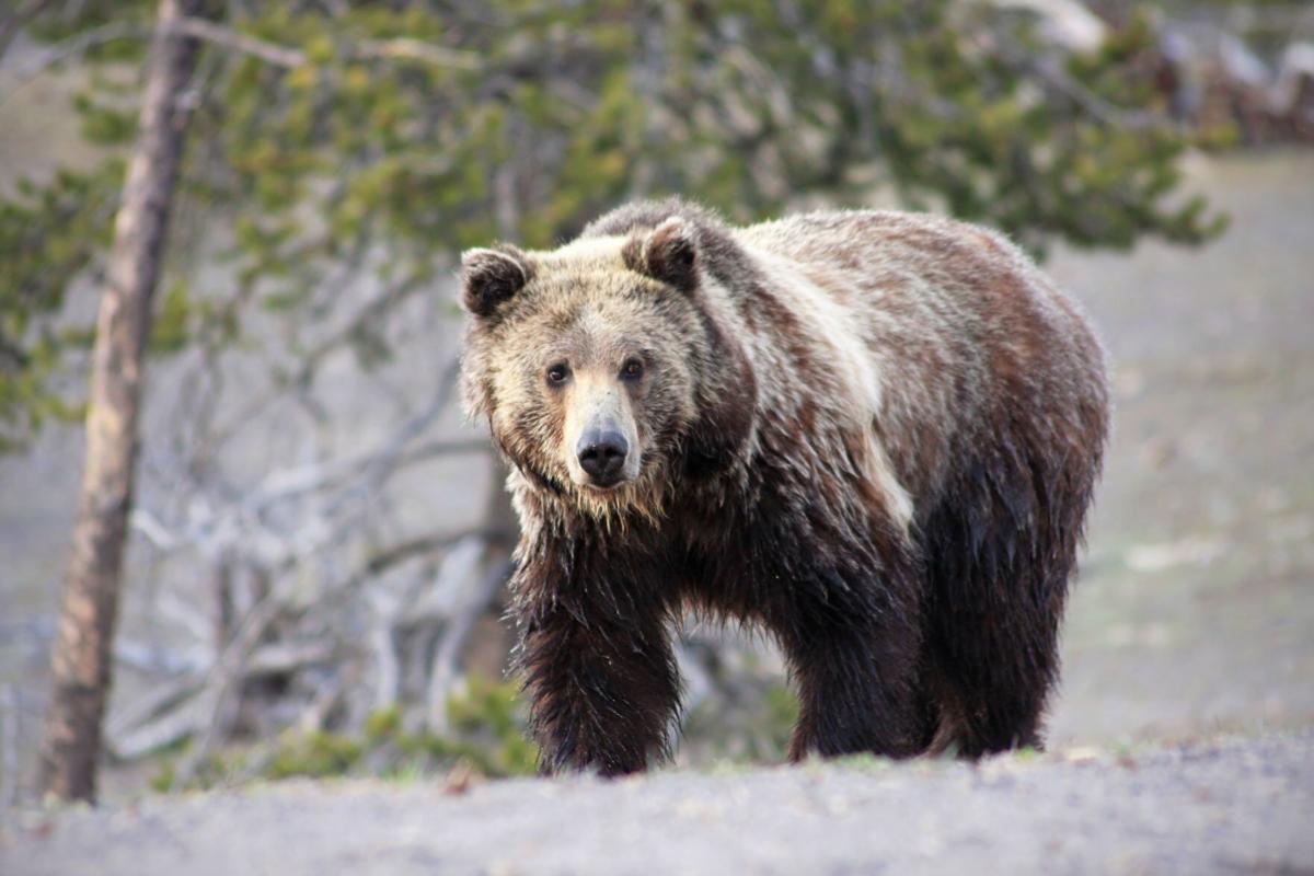 Spirit Animal: Grizzlies in the Indian world