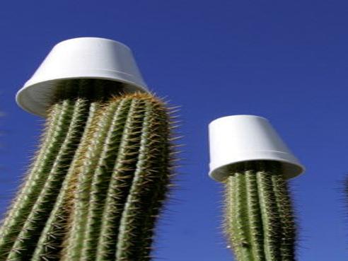 Why We Put Styrofoam Cups On Cacti And Other Tucson Winter Gardening Tips Newcomers Tucson Com