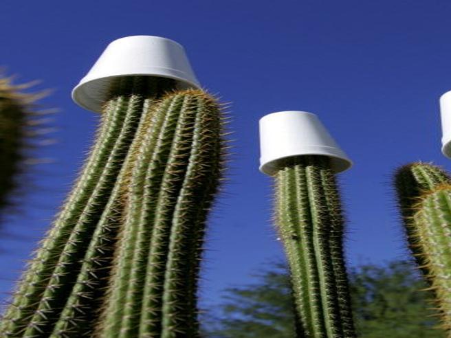 Protecting Your Cactus Tucson Com