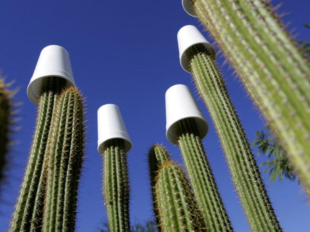 Protecting Your Cactus Tucson Com