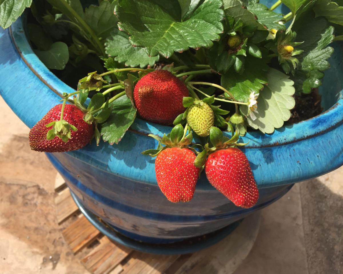 Strawberries and timing