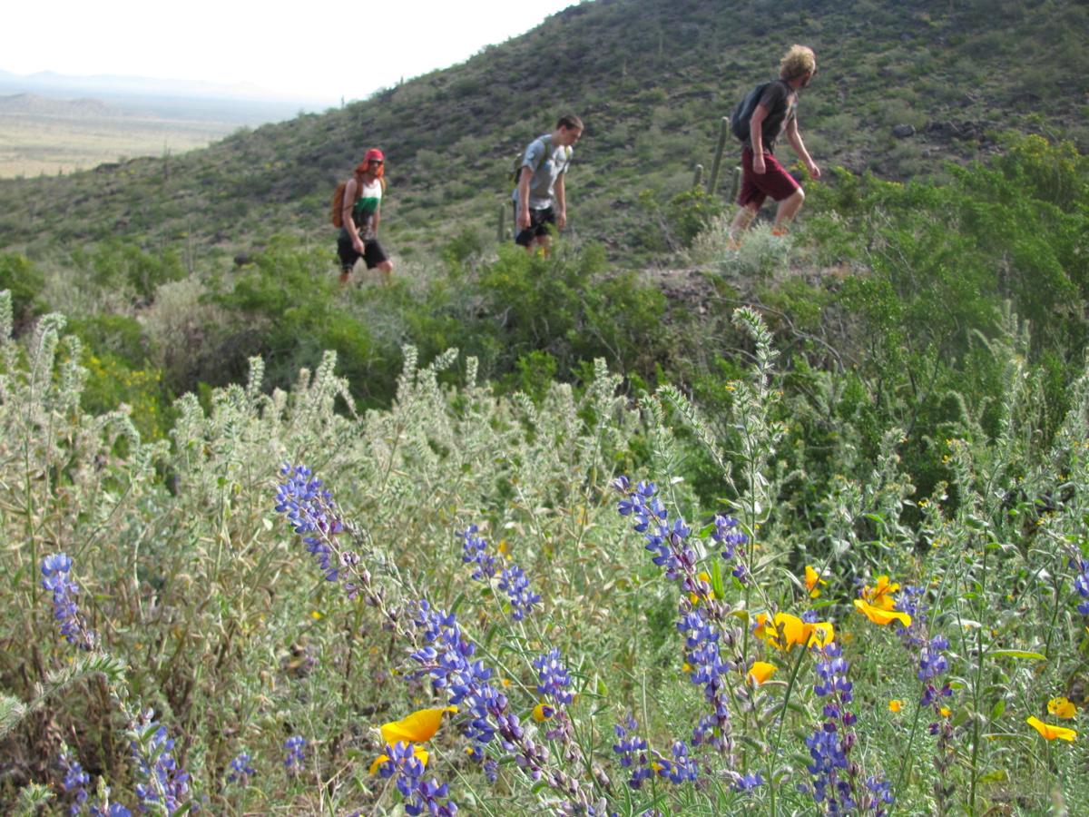 Southwest wildflowers