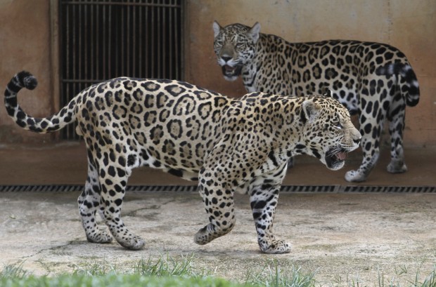Brazilian researchers aim to clone array of threatened wild species    