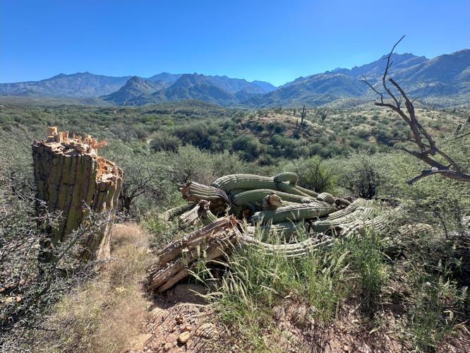 Catalina State Park loses ‘granddaddy’ saguaro