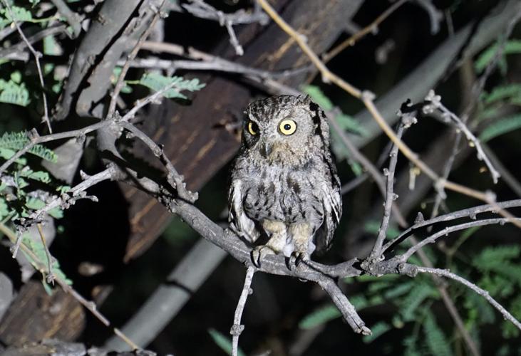 Our-smallest-owl-the-Elf-Owl.JPG